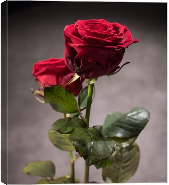 Beautiful red roses in close-up view Canvas Print by Erik Lattwein