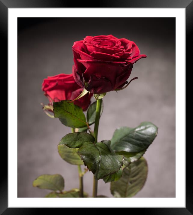 Beautiful red roses in close-up view Framed Mounted Print by Erik Lattwein