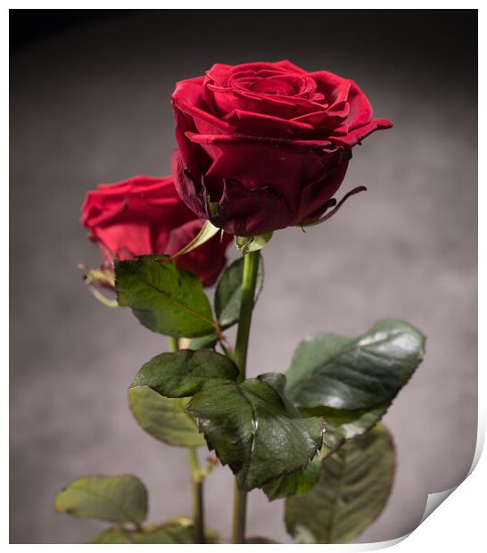 Beautiful red roses in close-up view Print by Erik Lattwein