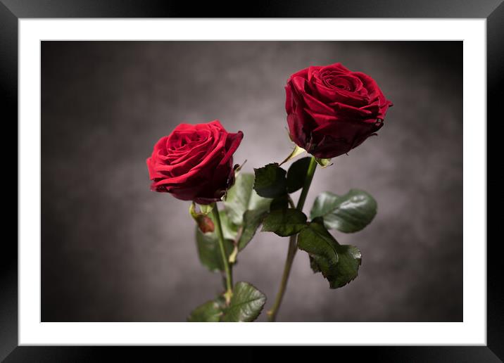 Beautiful background - Red Roses in close-up view Framed Mounted Print by Erik Lattwein