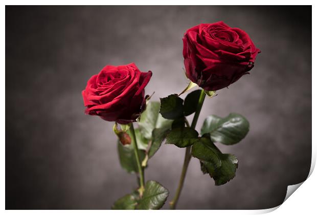 Beautiful background - Red Roses in close-up view Print by Erik Lattwein