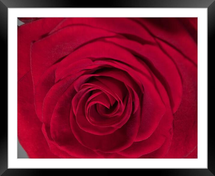 Detail view on the blossoms of red roses Framed Mounted Print by Erik Lattwein