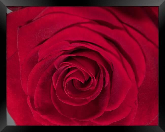 Detail view on the blossoms of red roses Framed Print by Erik Lattwein