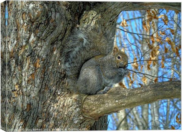 Grey Squirrel In Winter. Canvas Print by Gary Barratt