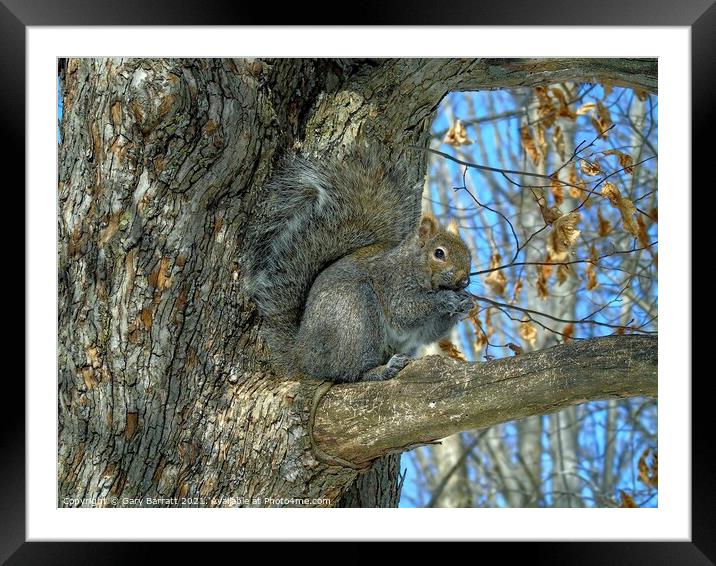 Grey Squirrel In Winter. Framed Mounted Print by Gary Barratt