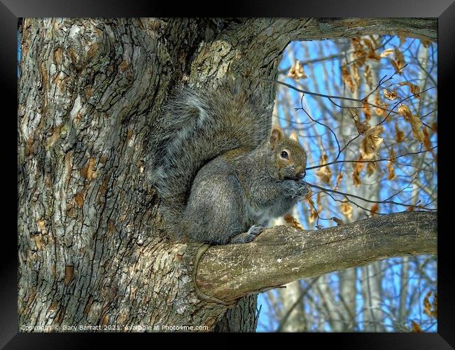 Grey Squirrel In Winter. Framed Print by Gary Barratt