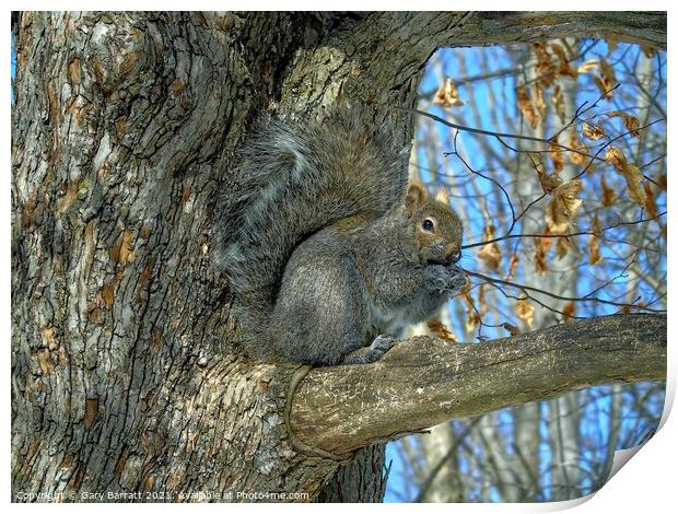 Grey Squirrel In Winter. Print by Gary Barratt