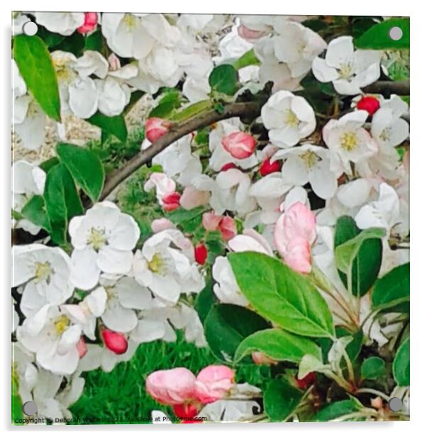 Apple Blossom Acrylic by Deborah Welfare