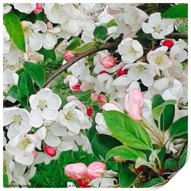 Apple Blossom Print by Deborah Welfare