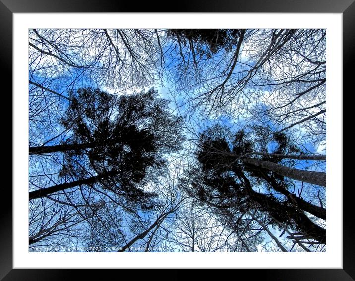 Forest Winter Sky. Framed Mounted Print by Gary Barratt