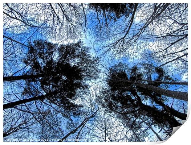 Forest Winter Sky. Print by Gary Barratt