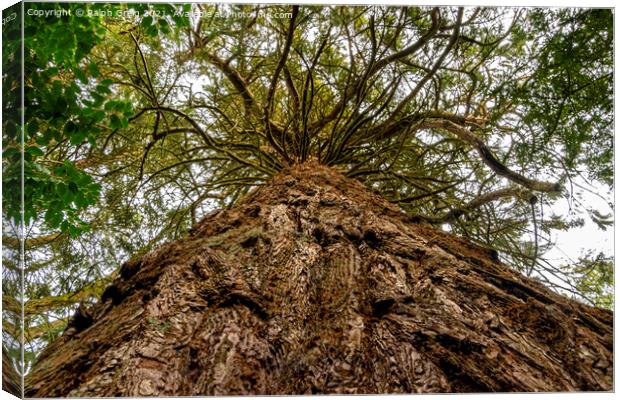 Looking up Canvas Print by Ralph Greig