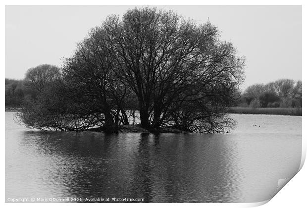 Tree in lake Print by Mark ODonnell