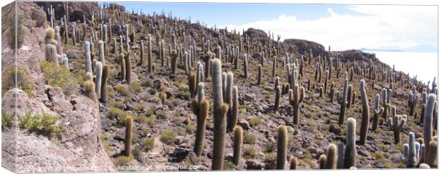 Giant Cactus, Salar de Uyuni, Bolivia Canvas Print by Imladris 