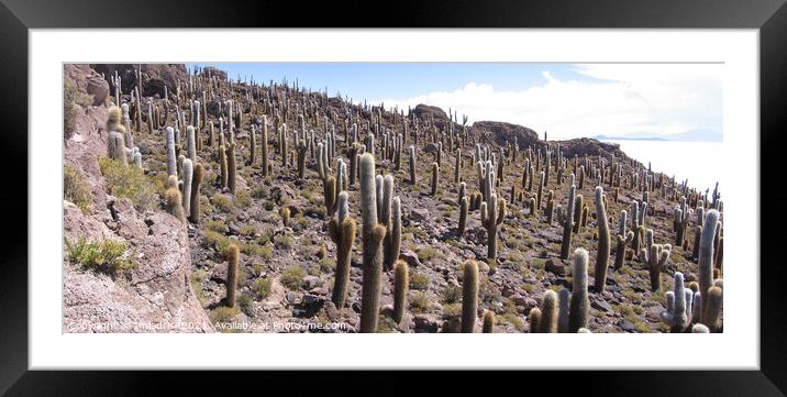 Giant Cactus, Salar de Uyuni, Bolivia Framed Mounted Print by Imladris 