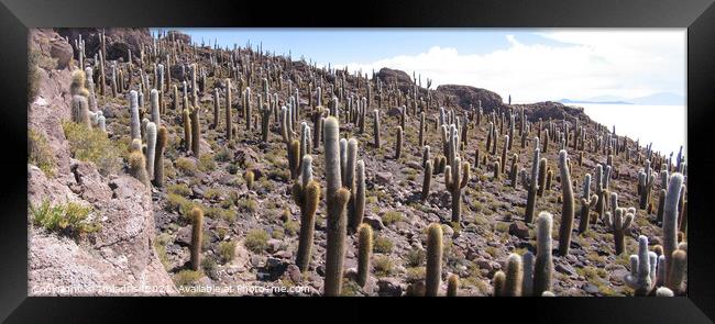 Giant Cactus, Salar de Uyuni, Bolivia Framed Print by Imladris 