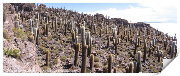 Giant Cactus, Salar de Uyuni, Bolivia Print by Imladris 