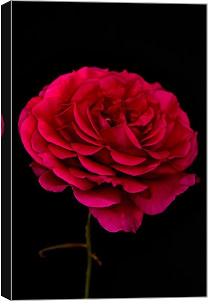 Dark Pink Rose Black Background Canvas Print by Steve Purnell