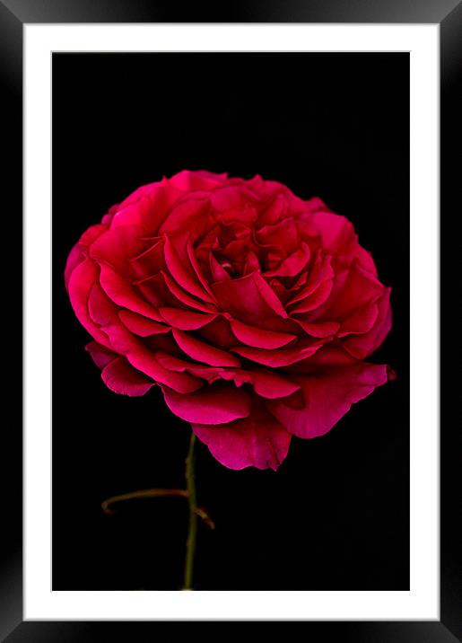 Dark Pink Rose Black Background Framed Mounted Print by Steve Purnell