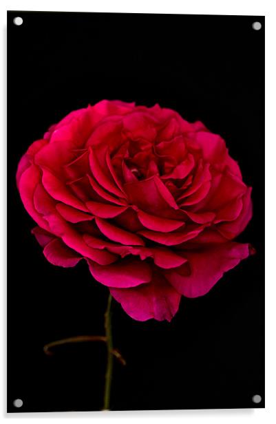 Dark Pink Rose Black Background Acrylic by Steve Purnell