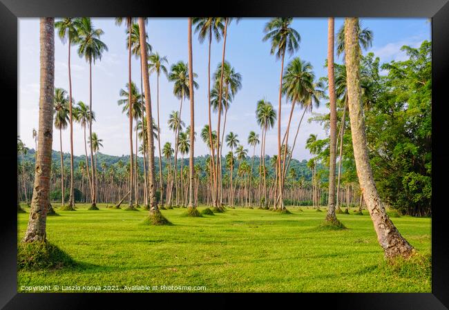 Manicured lawn with coconut trees - Espiritu Santo Framed Print by Laszlo Konya