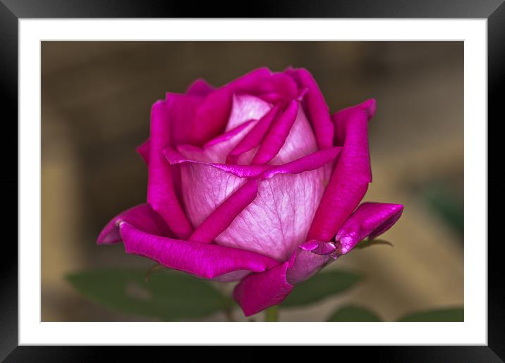 Pink Rose Framed Mounted Print by Steve Purnell