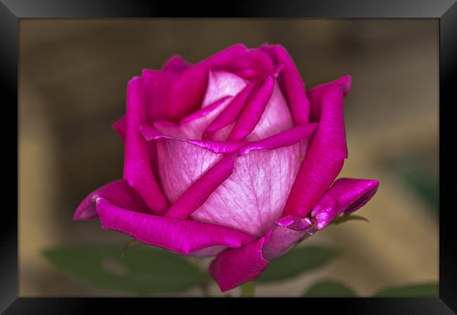 Pink Rose Framed Print by Steve Purnell