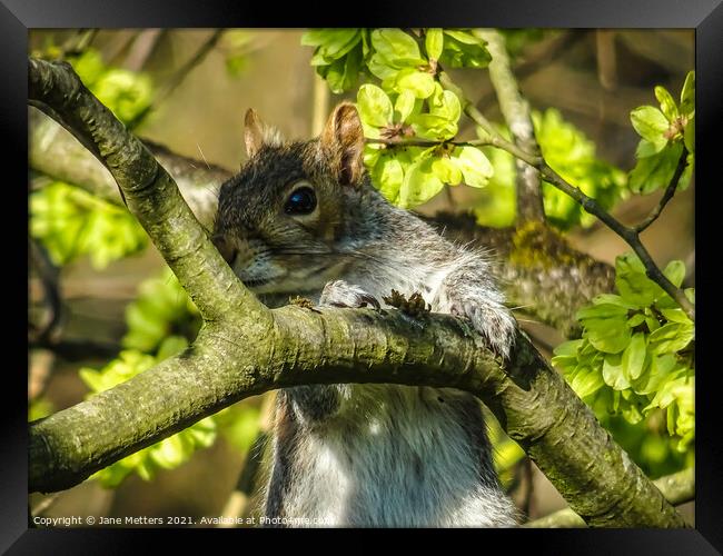 Squirrel in the Shadows Framed Print by Jane Metters