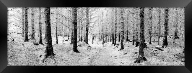 Frosty forest black and white Framed Print by Sonny Ryse