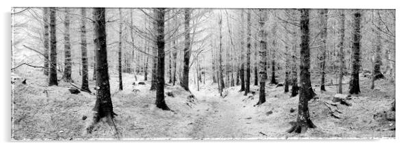 Frosty forest black and white Acrylic by Sonny Ryse