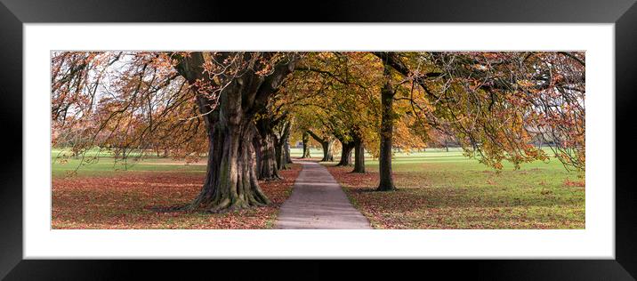 Harrogate stray in Autumn Framed Mounted Print by Sonny Ryse