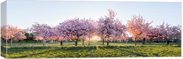 Cherry blossom walk in spring harrogate Canvas Print by Sonny Ryse