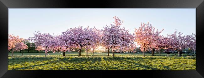 Cherry blossom walk in spring harrogate Framed Print by Sonny Ryse
