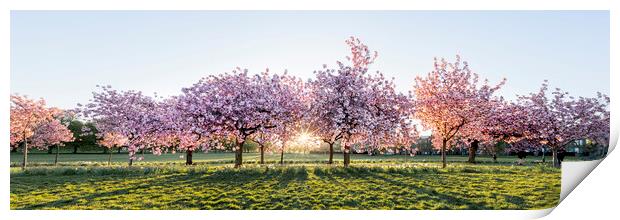 Cherry blossom walk in spring harrogate Print by Sonny Ryse