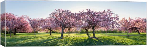 Cherry Blossom Walk in spring in harrogate Canvas Print by Sonny Ryse
