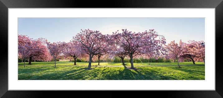 Cherry Blossom Walk in spring in harrogate Framed Mounted Print by Sonny Ryse