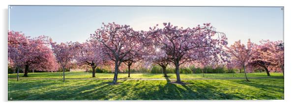 Cherry Blossom Walk in spring in harrogate Acrylic by Sonny Ryse