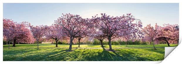 Cherry Blossom Walk in spring in harrogate Print by Sonny Ryse