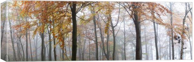 Misty Autumn woodland in Yorkshire Canvas Print by Sonny Ryse