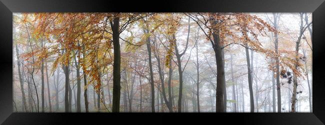 Misty Autumn woodland in Yorkshire Framed Print by Sonny Ryse
