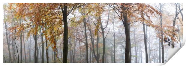 Misty Autumn woodland in Yorkshire Print by Sonny Ryse