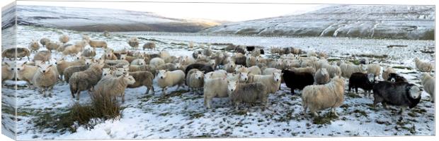 Winter sheep in the Yorkshire dales Canvas Print by Sonny Ryse