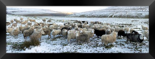 Winter sheep in the Yorkshire dales Framed Print by Sonny Ryse