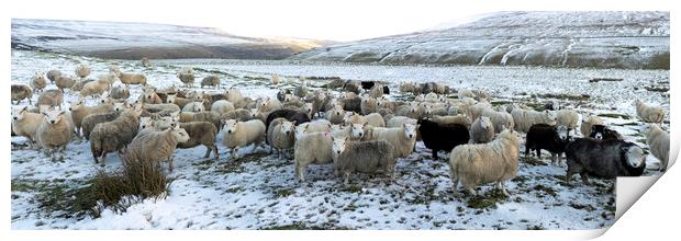 Winter sheep in the Yorkshire dales Print by Sonny Ryse