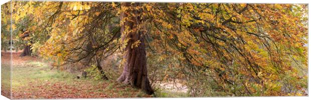 Yorkshire Autumn tree Canvas Print by Sonny Ryse