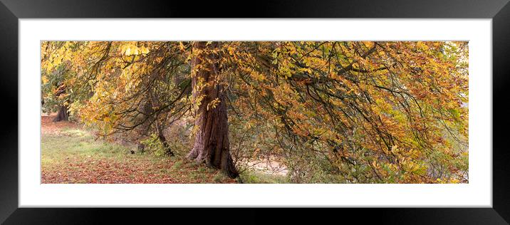 Yorkshire Autumn tree Framed Mounted Print by Sonny Ryse