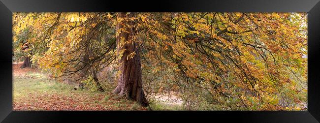 Yorkshire Autumn tree Framed Print by Sonny Ryse