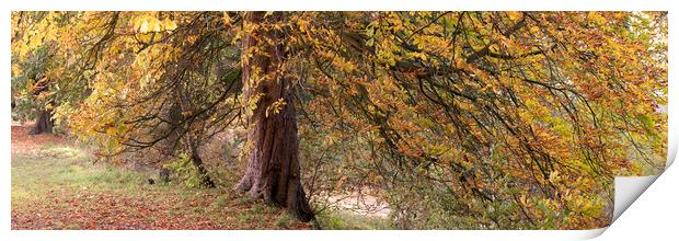 Yorkshire Autumn tree Print by Sonny Ryse
