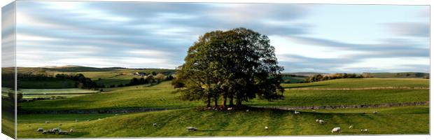 Yorkshire dales farm Canvas Print by Sonny Ryse