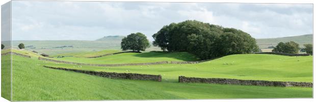 Yorkshire Dales Wensleydale Fields Canvas Print by Sonny Ryse